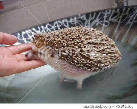 Bathing a Hedgehog 76141103