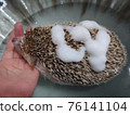Bathing a Hedgehog 76141104