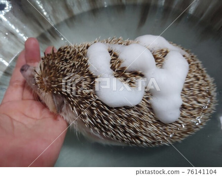 Bathing a Hedgehog 76141104