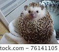 Bathing a Hedgehog 76141105