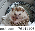 Bathing a Hedgehog 76141106
