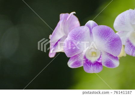 Beautiful purple Phalaenopsis orchid flowers in the garden. 76141187