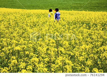 Rapeseed field scenery at Gochang Academy Farm 76141294