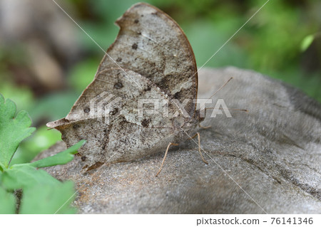 Autumn-type wintering individual of the evening brown butterfly (Kurogima butterfly) 76141346