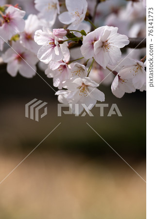 盛開的吉野櫻花樹的特寫和背景模糊 盛開的吉野櫻花樹的特寫和背景模糊 76141773