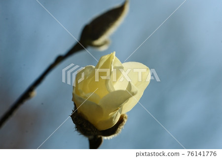 已經開始綻放的白色花瓣和花蕾 已經開始綻放的白色花瓣和花蕾 76141776