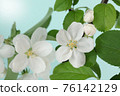 蘋果花 76142129