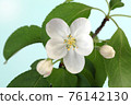 蘋果花 76142130