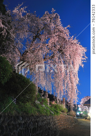 青梅市白乾寺夜櫻 76142333