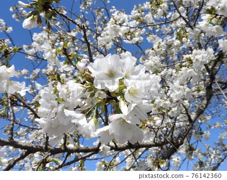 Oshimazakura in full bloom Oshimazakura in full bloom 76142360