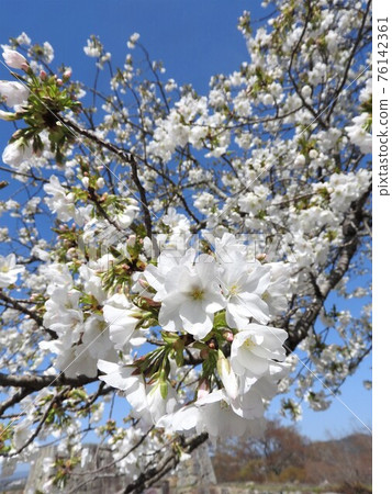 Oshimazakura in full bloom Oshimazakura in full bloom 76142361