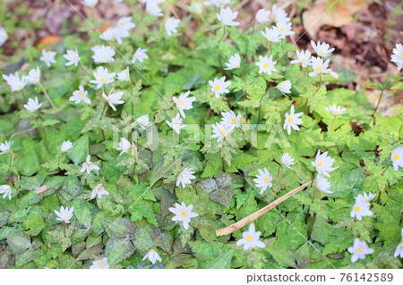 雪嗓子花 雪嗓子花 76142589
