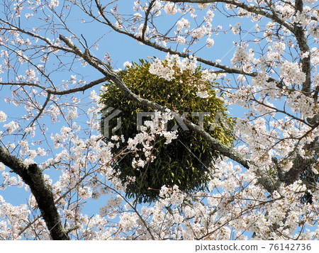Oka Castle Ruins Cherry Blossoms and Mistletoe Taketa, Taketa City, Oita Prefecture Oka Castle Ruins Cherry Blossoms and Mistletoe Taketa, Taketa City, Oita Prefecture 76142736