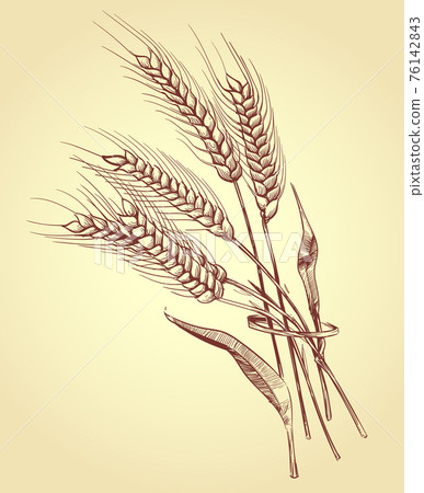 Hand drawn ears of wheat with grains, bakery sketch illustration 76142843