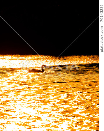 Oppe River swan, swan landing near the city center, silhouette of the evening view Oppe River swan, swan landing near the city center, silhouette of the evening view 76143223