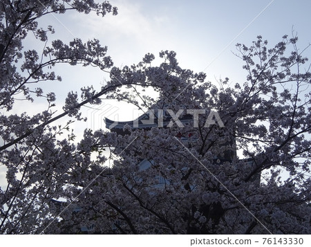 Castle buried in cherry blossoms 76143330