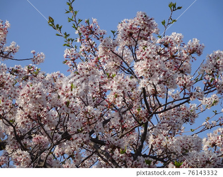 Cherry Blossoms	 76143332