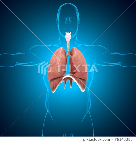Lungs Human Respiratory System Anatomy For Medical Concept 3D Illustration Lungs Human Respiratory System Anatomy For Medical Concept 3D Illustration 76143393