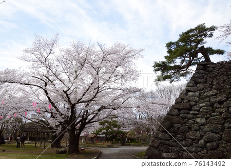 老園內櫻花、松樹、石牆的景色 76143492