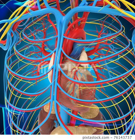 Human Heart With Circulatory System Anatomy For Medical Concept 3D Illustration 76143737