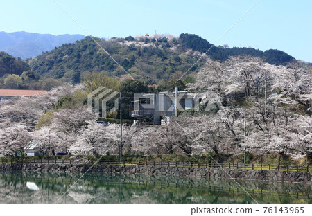 在Togawa水壩公園的櫻花在Masuda鎮，Mitoyo市，香川縣 76143965