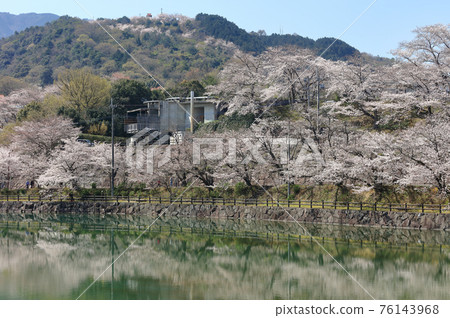 在Togawa水壩公園的櫻花在Masuda鎮,Mitoyo市,香川縣 在Togawa水壩公園的櫻花在Masuda鎮,Mitoyo市,香川縣 76143968