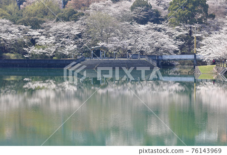 在Togawa水壩公園的櫻花在Masuda鎮，Mitoyo市，香川縣 76143969