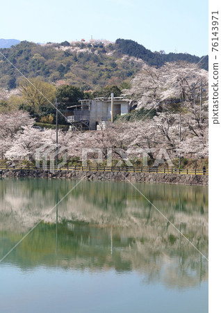 在Togawa水壩公園的櫻花在Masuda鎮,Mitoyo市,香川縣 在Togawa水壩公園的櫻花在Masuda鎮,Mitoyo市,香川縣 76143971