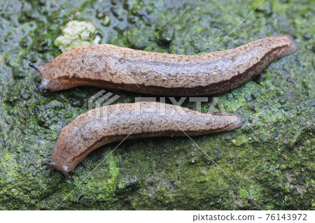 兩個蛞蝓 76143972