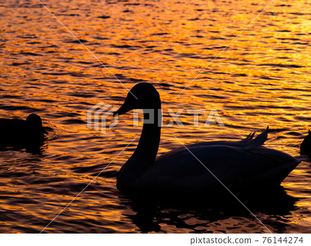 奧佩河天鵝，天鵝降落在市中心附近，夜景的輪廓 76144274