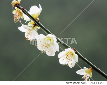 Haru, Kikuchi City, Kumamoto Prefecture White cherry blossoms at the tip of branches that bloom along Prefectural Road 45 76144358