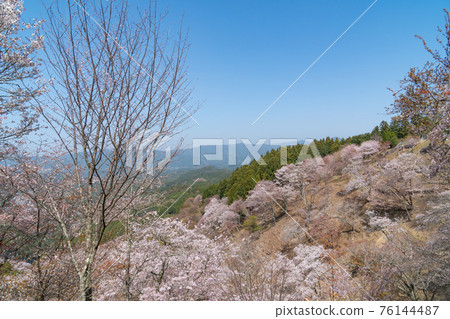 Uesenbon (Yoshinoyama) 76144487