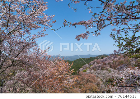 中仙本(吉野山) 中仙本(吉野山) 76144515