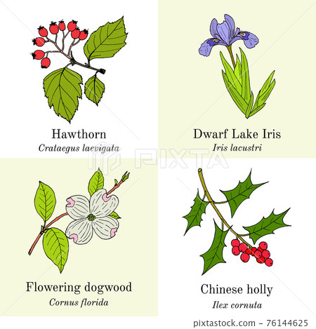 Set of edible and medicinal plants Set of edible and medicinal plants 76144625