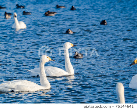 Oppe River swan landing site near the city center Oppe River swan landing site near the city center 76144641