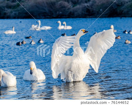 The fluttering swan of the Oppe River, a swan landing site near the city center 76144652