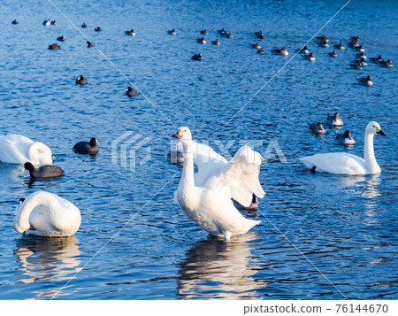 The fluttering swan of the Oppe River, a swan landing site near the city center The fluttering swan of the Oppe River, a swan landing site near the city center 76144670