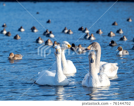 Oppe River swan landing site near the city center 76144702