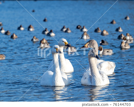 Oppe River swan landing site near the city center 76144703