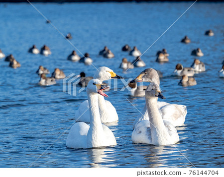 Oppe River swan landing site near the city center 76144704