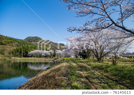 Haru Urara countryside cherry blossoms in fine weather 76145013