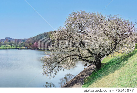 A large tree with many white flowers on the water's edge A large tree with many white flowers on the water's edge 76145077