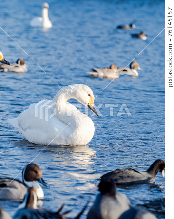 市中心附近的奧佩河天鵝著陸點 76145157
