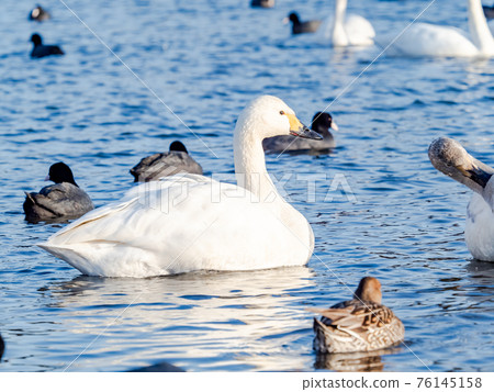 市中心附近的奧佩河天鵝著陸點 市中心附近的奧佩河天鵝著陸點 76145158