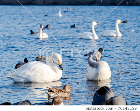 市中心附近的奧佩河天鵝著陸點 76145159