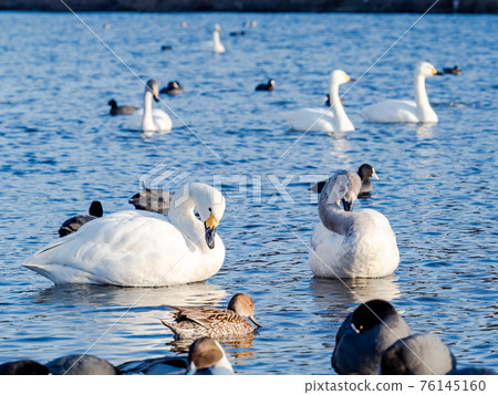 市中心附近的奧佩河天鵝著陸點 76145160