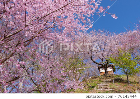 山中的櫻花 76145444