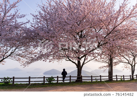 Cherry blossoms at Shikokuzan 76145482