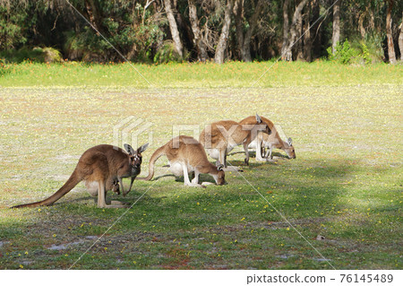西澳大利亞揚查普國家公園的袋鼠 76145489