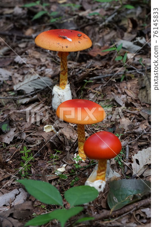 赤城自然公園林地上生長的鵝膏菌 76145833